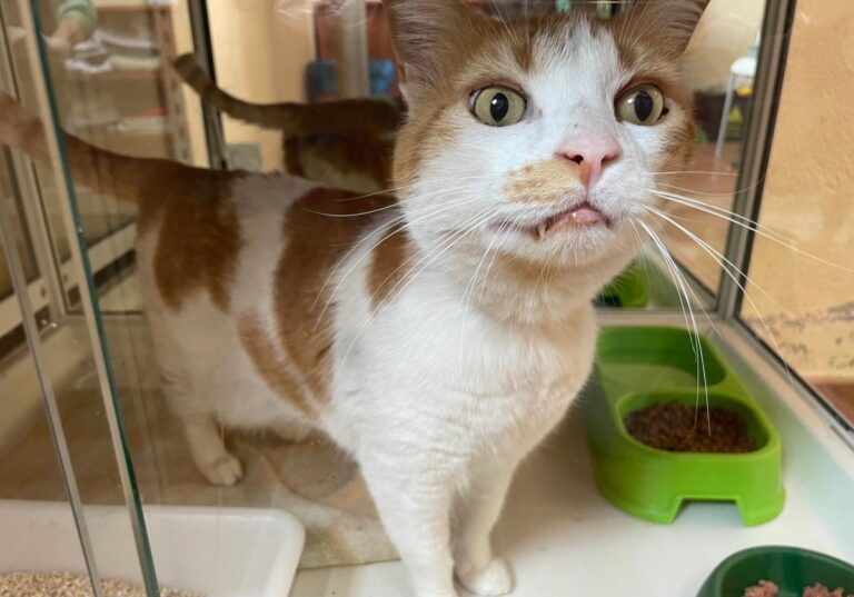 multimedia-foto84598-564-1