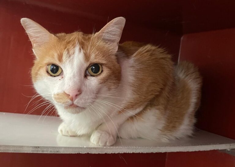 multimedia-foto84600-564-1