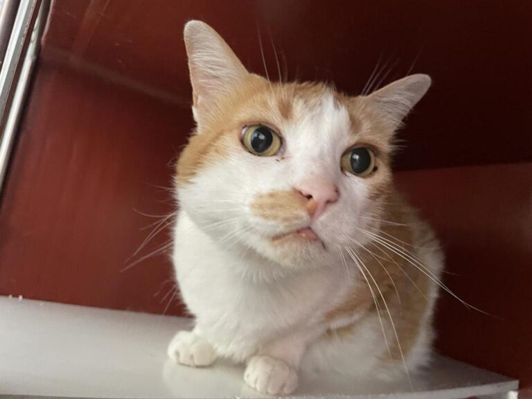 multimedia-foto84601-564-1