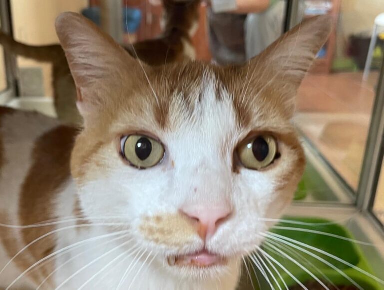 multimedia-foto84602-565-1