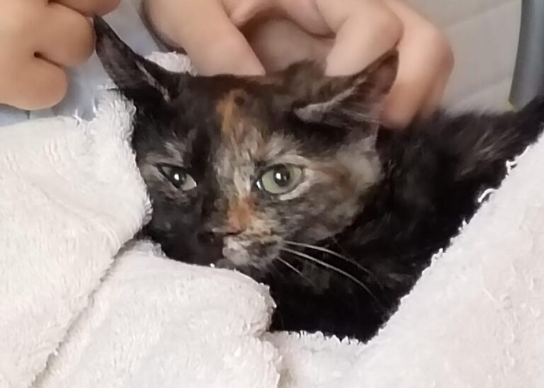 multimedia-foto84623-462-1