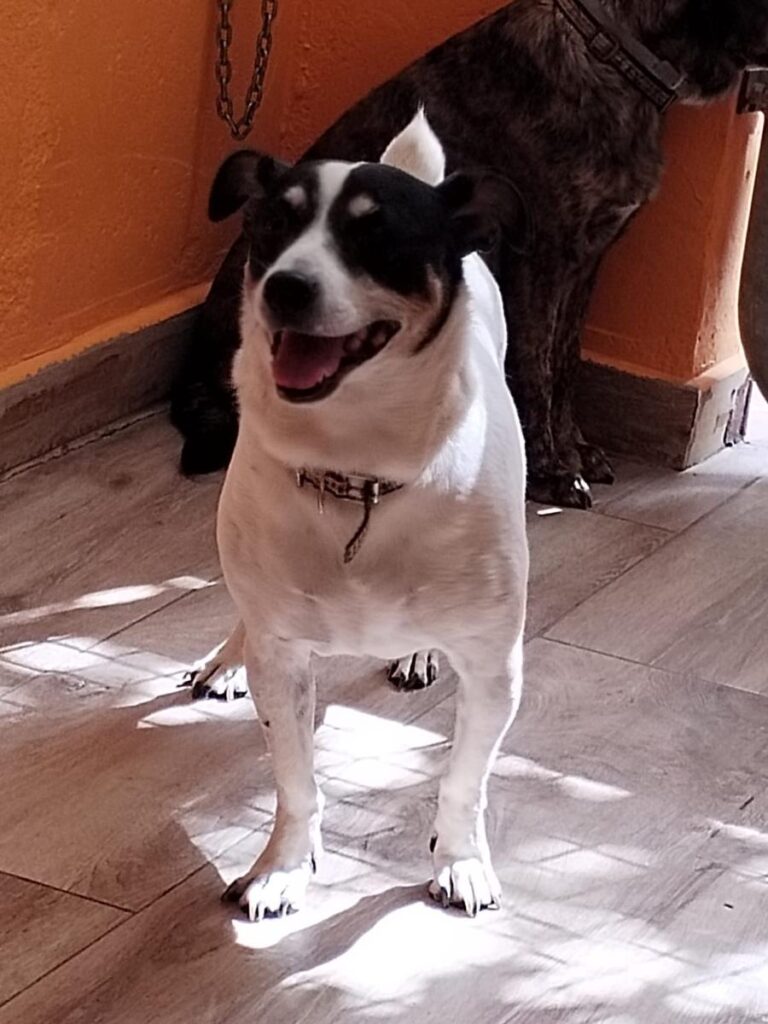 multimedia-foto84626-732-1