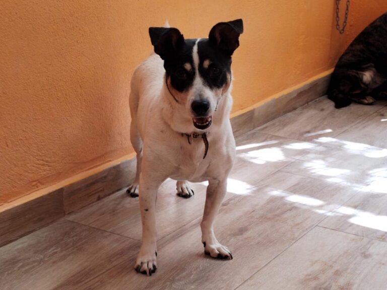 multimedia-foto84627-732-1