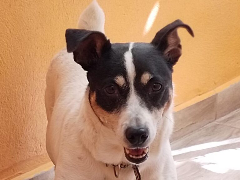 multimedia-foto84628-733-1