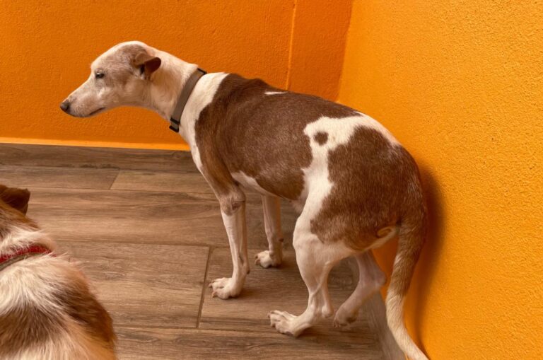 multimedia-foto84630-934-1