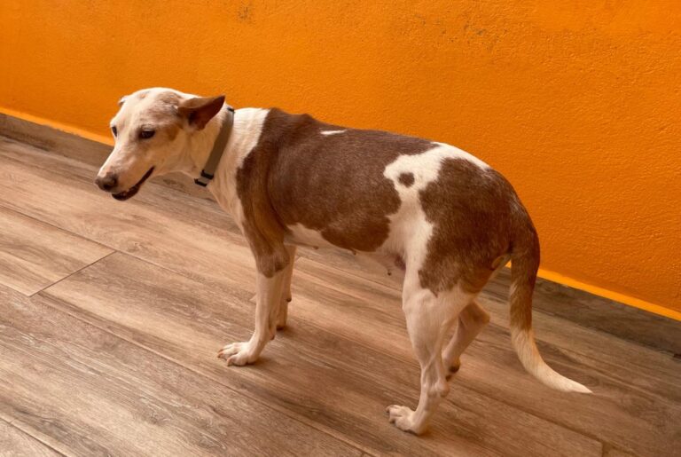 multimedia-foto84631-934-1