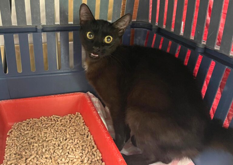 multimedia-foto84678-20-1