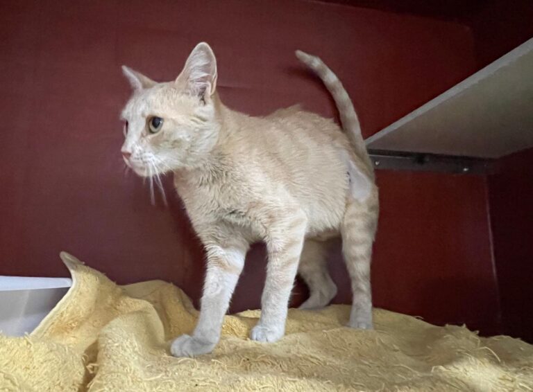 multimedia-foto84683-387-1