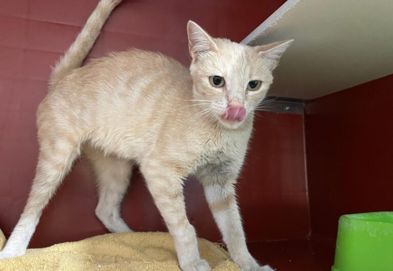 multimedia-foto84684-387-1