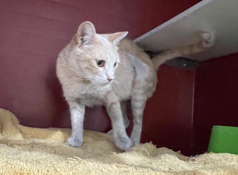 multimedia-foto84685-387-1