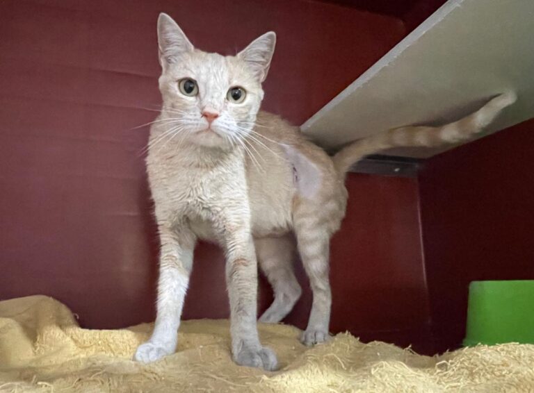 multimedia-foto84686-387-1