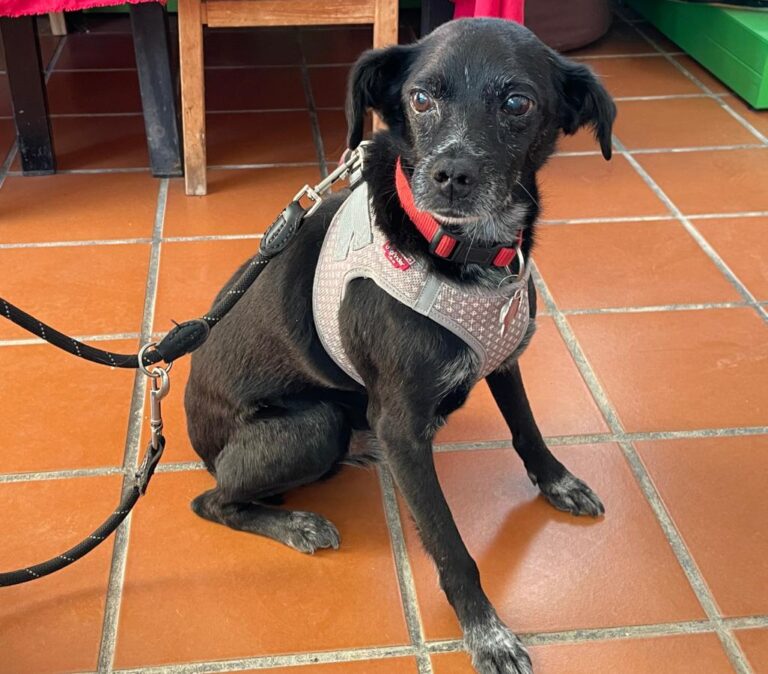 multimedia-foto84700-736-1