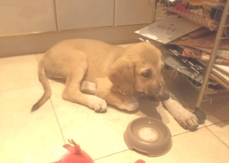 multimedia-foto84704-303-1