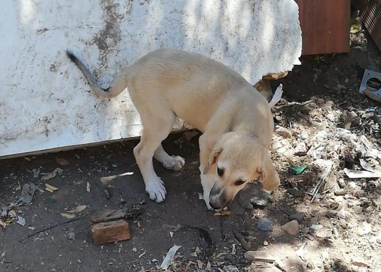 multimedia-foto84705-303-1