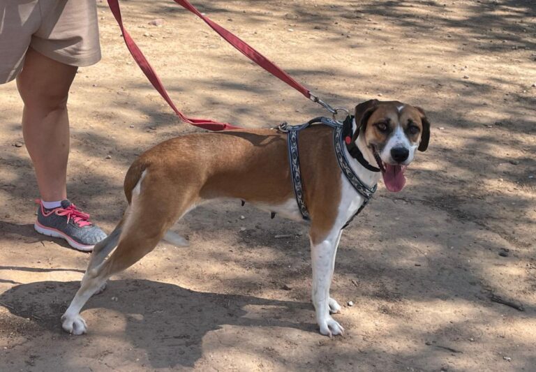 multimedia-foto84720-136-1