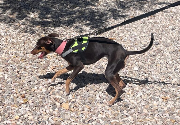 multimedia-foto84726-325-1