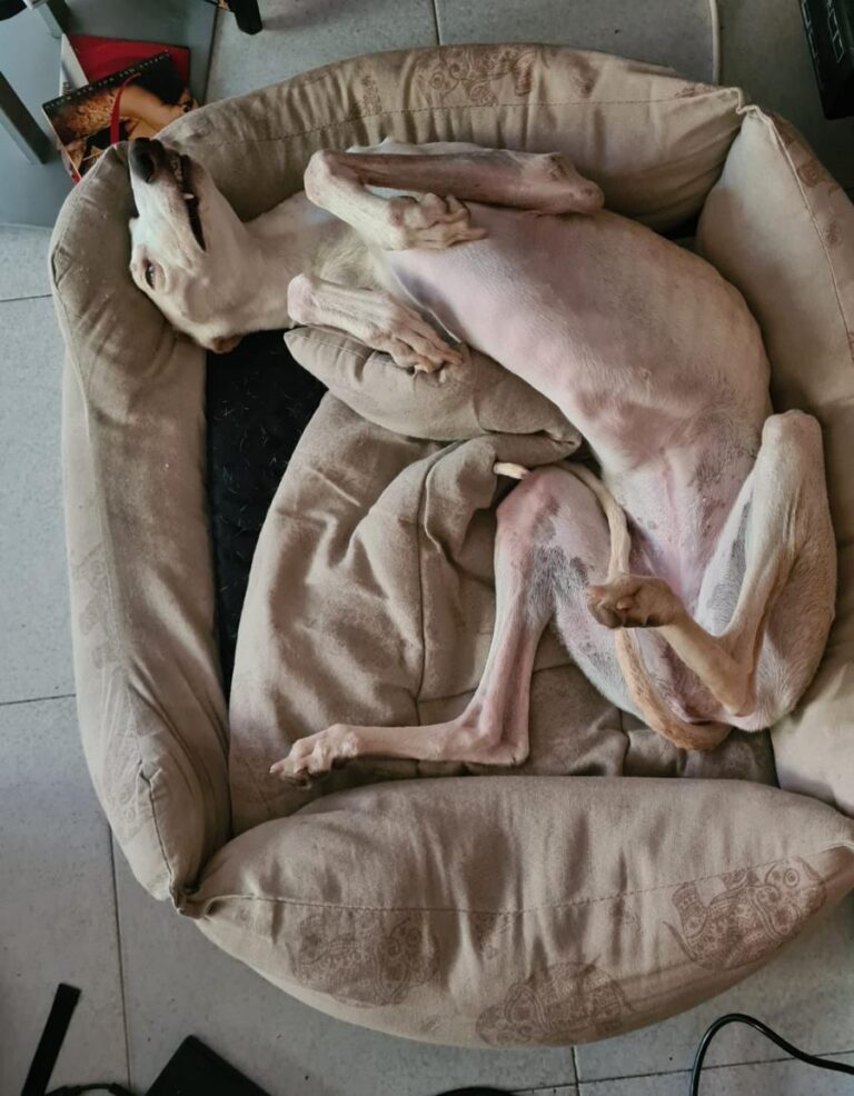 multimedia-foto84744-207-1