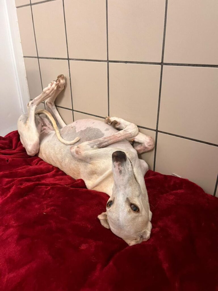 multimedia-foto84747-207-1