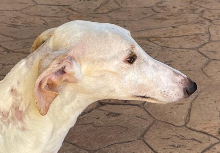 multimedia-foto84748-208-1