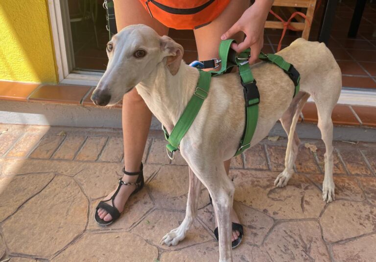 multimedia-foto84752-208-1