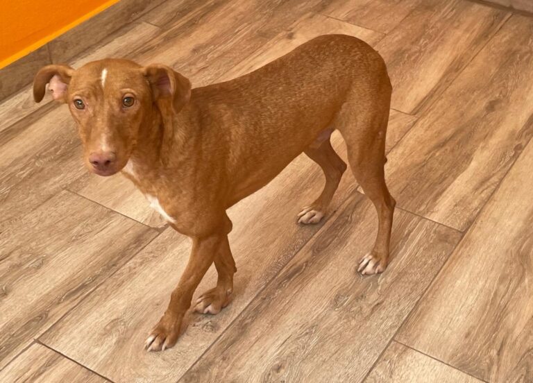 multimedia-foto84777-60-1