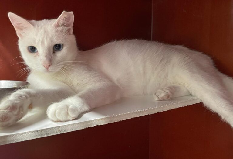 multimedia-foto84781-583-1