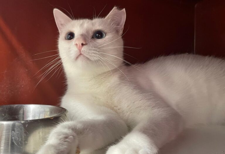 multimedia-foto84782-583-1