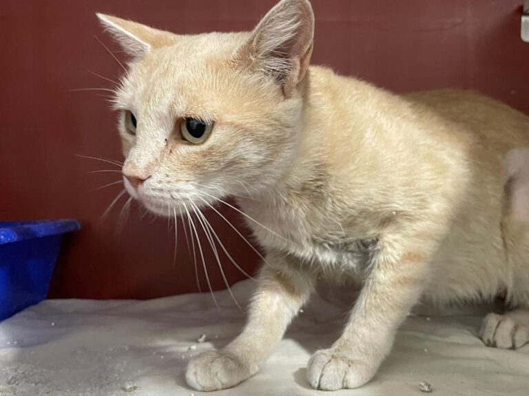 multimedia-foto84783-660-1