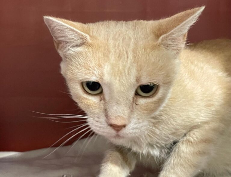 multimedia-foto84784-660-1