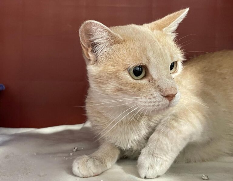 multimedia-foto84785-661-1