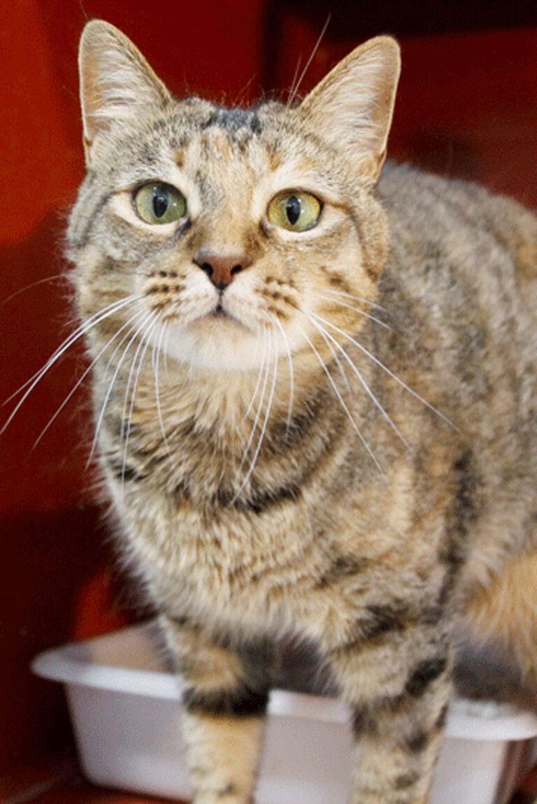 multimedia-foto84789-852-1