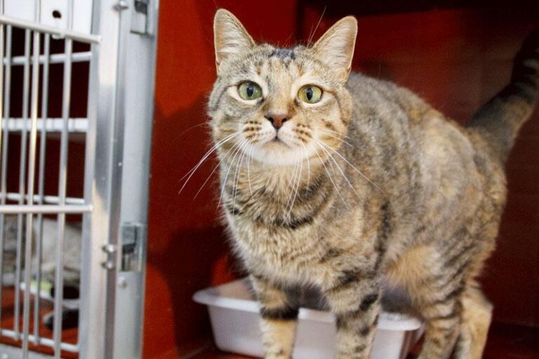 multimedia-foto84791-852-1