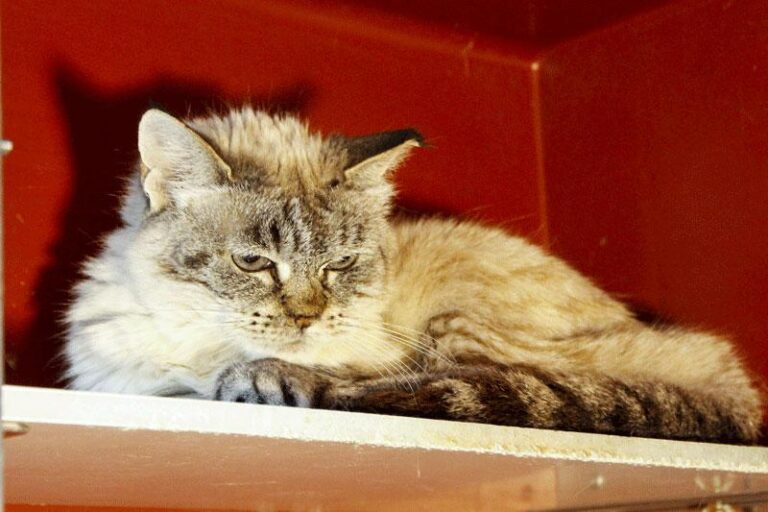 multimedia-foto84792-924-1