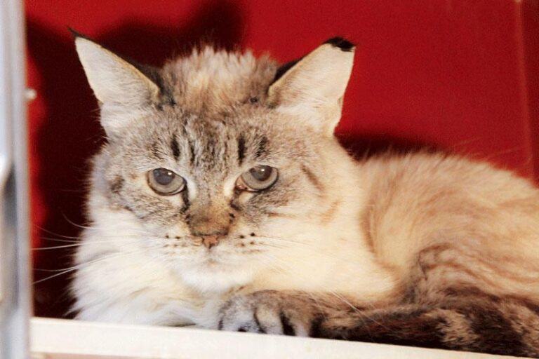 multimedia-foto84793-924-1