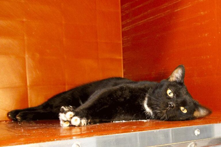 multimedia-foto84800-114-1