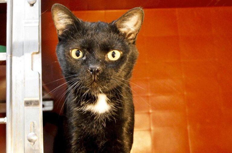 multimedia-foto84802-114-1