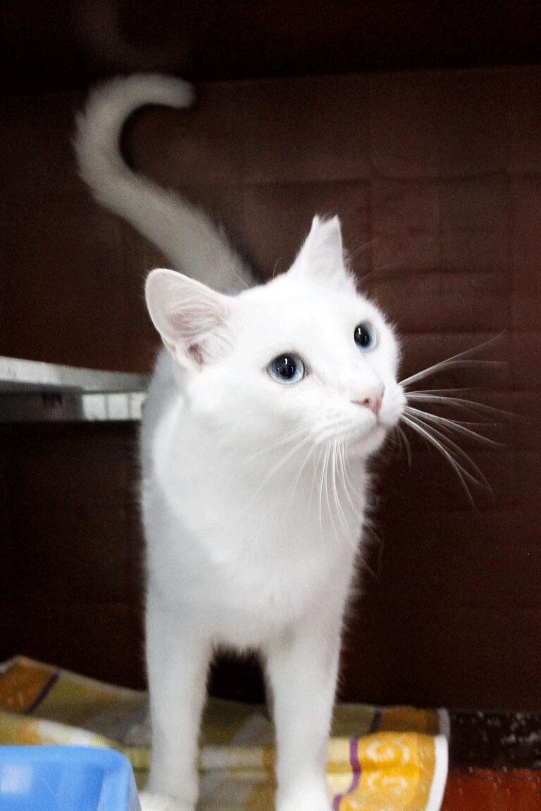 multimedia-foto84803-195-1