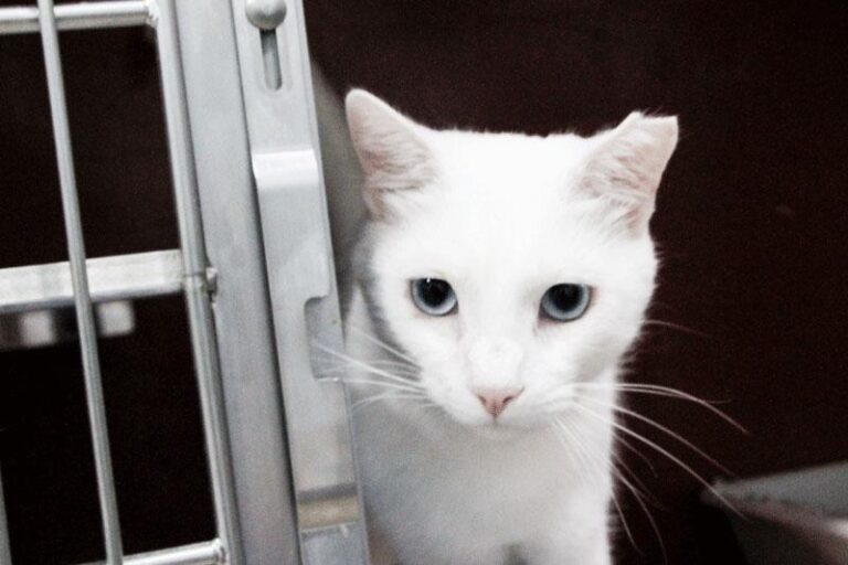 multimedia-foto84805-195-1