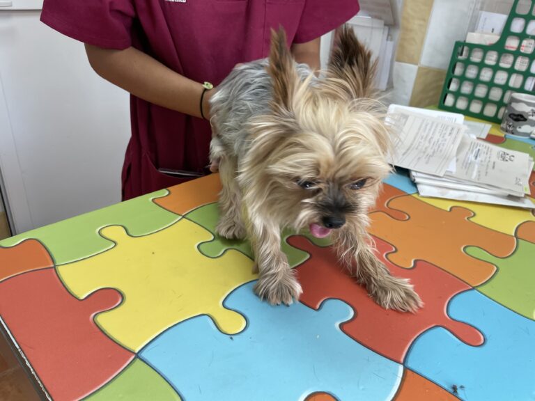 multimedia-foto84861-260-1