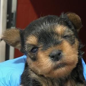 multimedia-foto84878-105-1