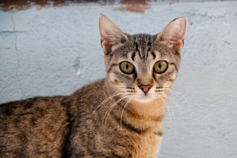 multimedia-foto84896-124-1