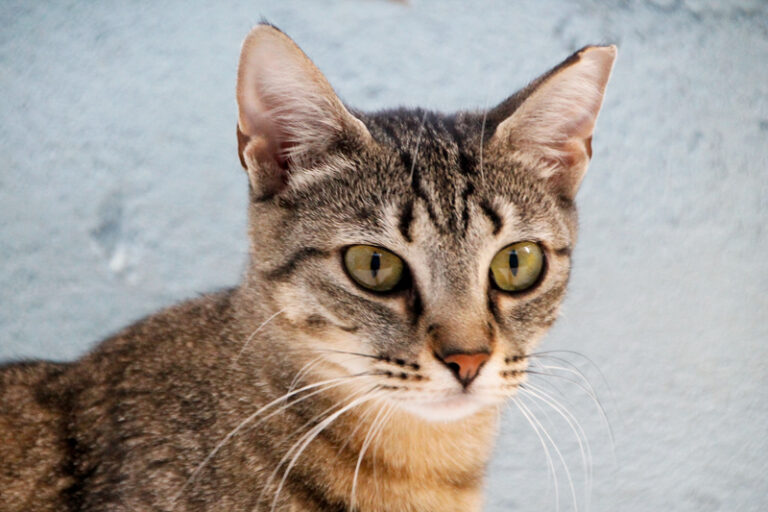 multimedia-foto84897-124-1