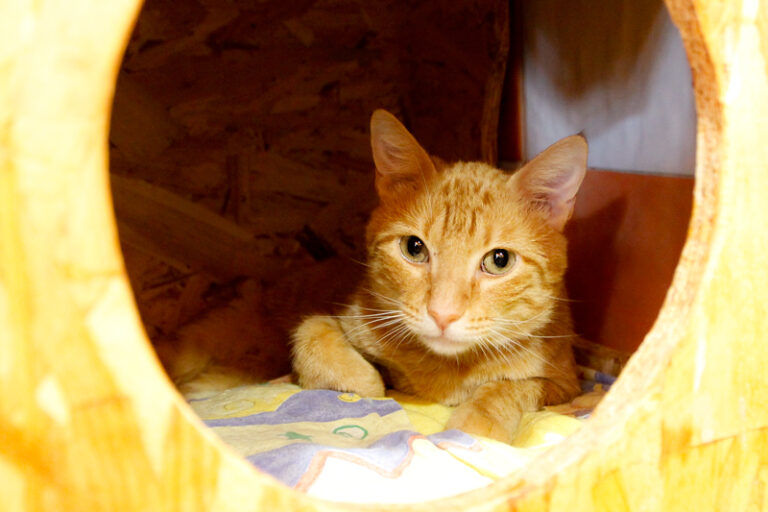 multimedia-foto84902-546-1