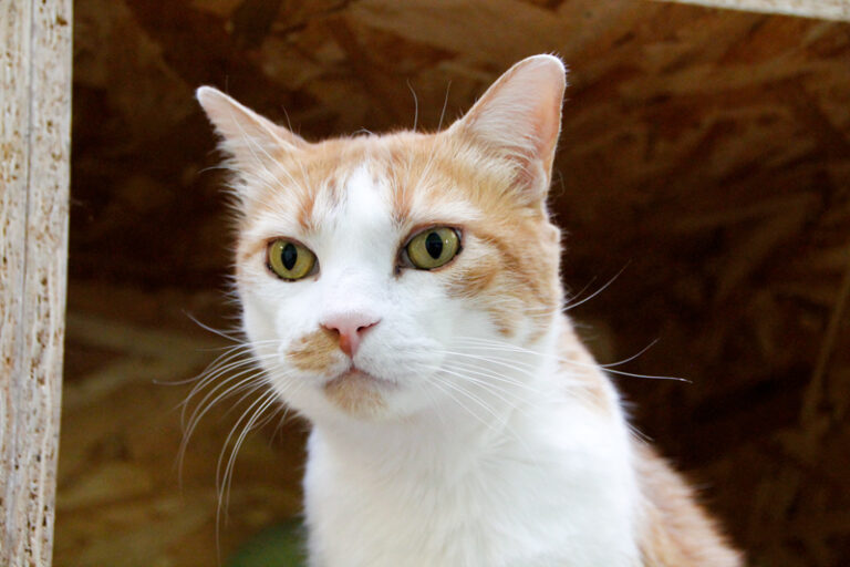 multimedia-foto84906-636-1