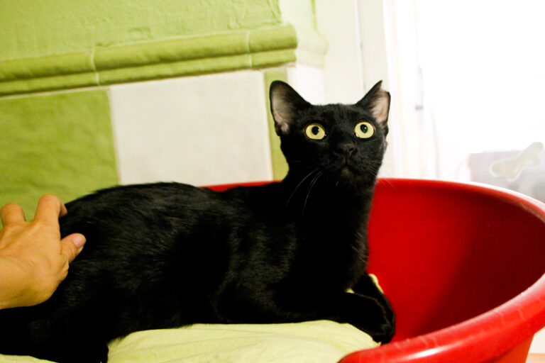 multimedia-foto84908-884-1