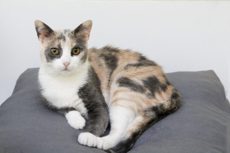 multimedia-foto84909-946-1