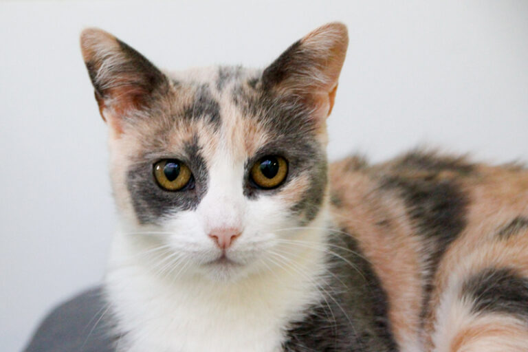 multimedia-foto84910-946-1