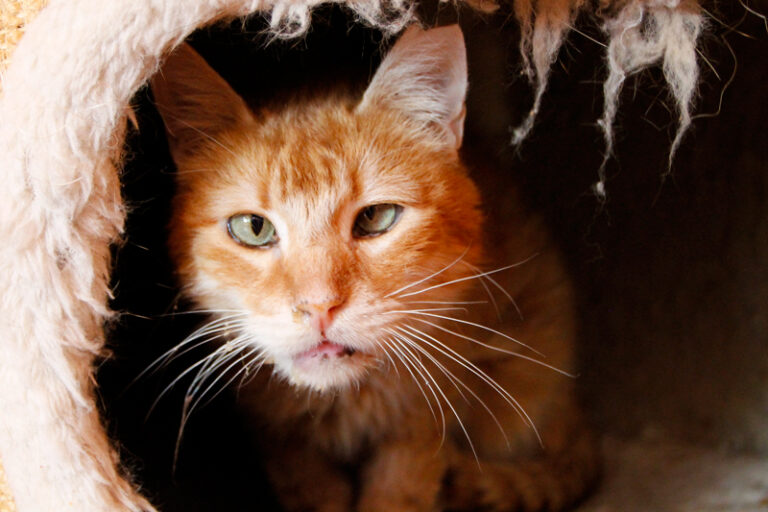 multimedia-foto84911-219-1