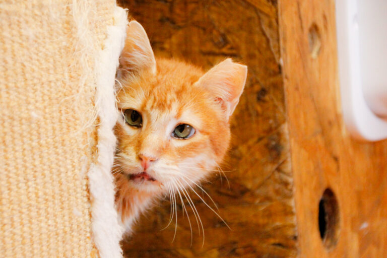 multimedia-foto84912-219-1