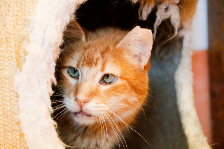 multimedia-foto84913-219-1